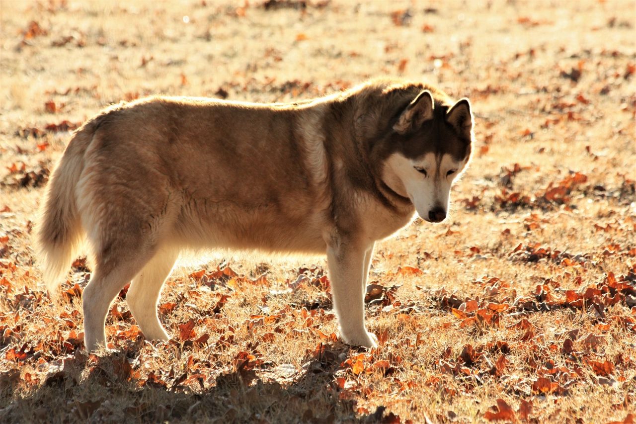 Siberian Husky 1