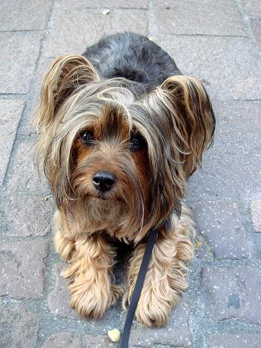 Silky Terrier