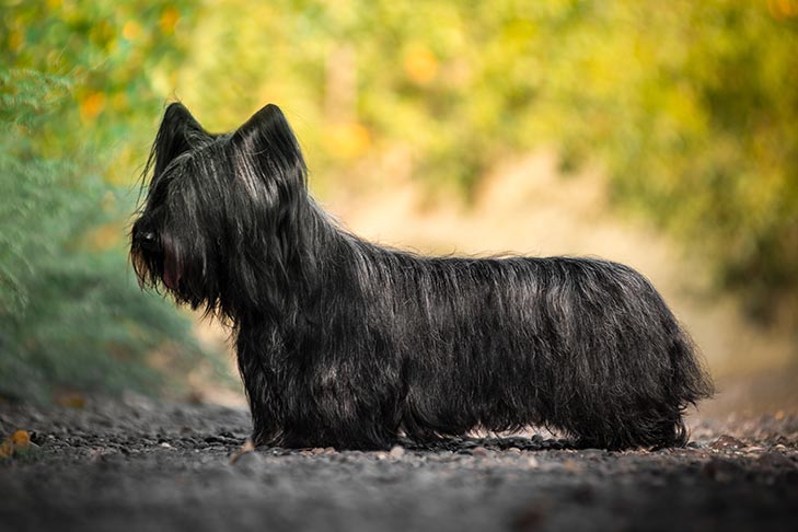 Skye Terrier 1