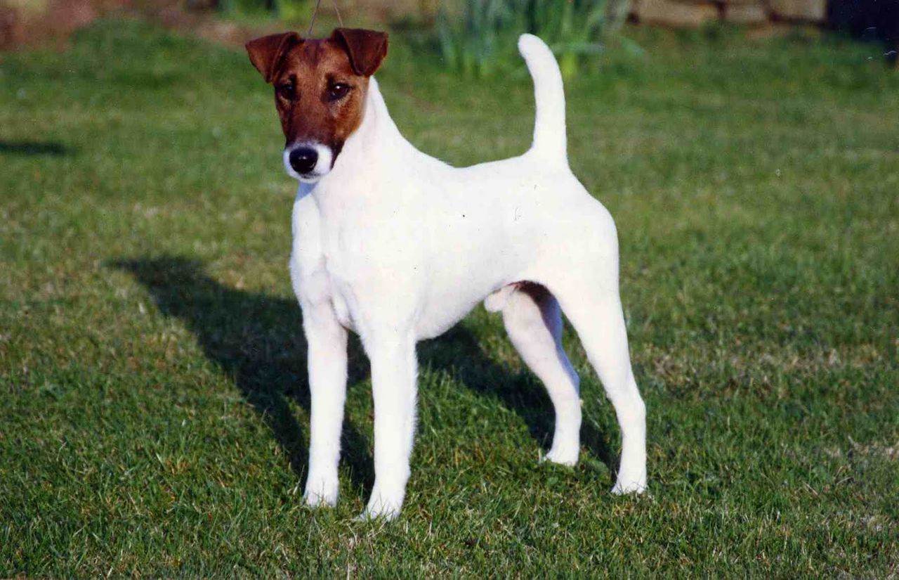 Smooth Fox Terrier 1