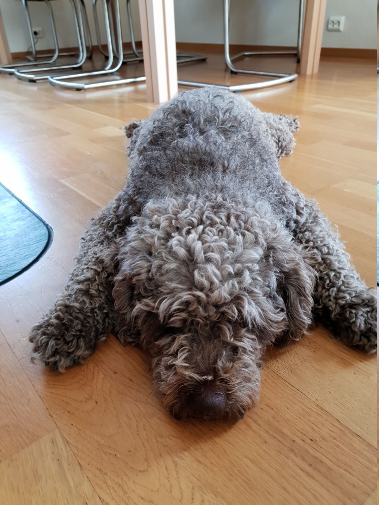 Spanish Water Dog