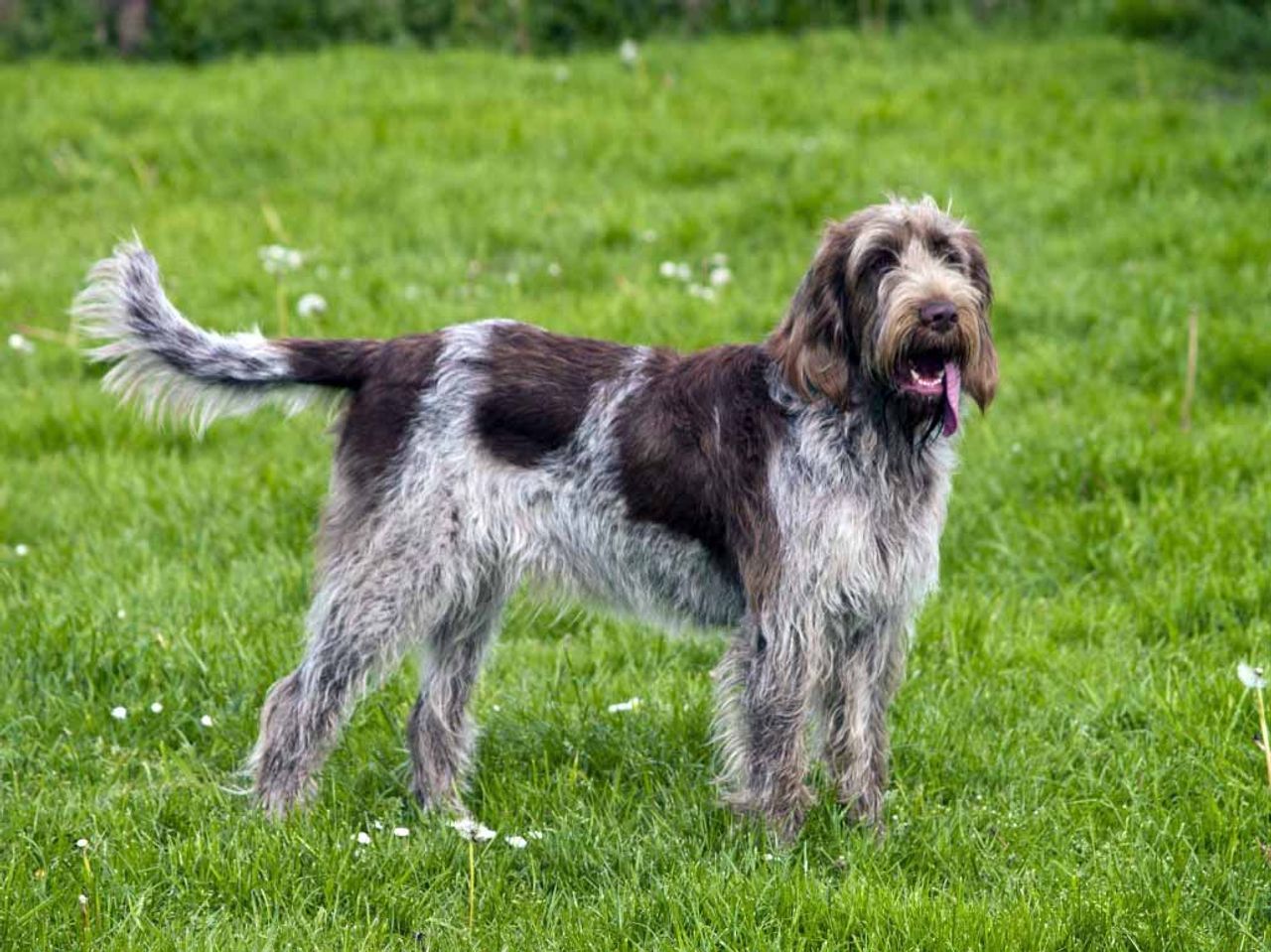 Spinone Italiano 1