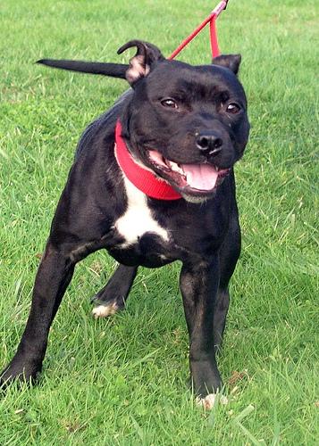 Staffordshire Bull Terrier 1