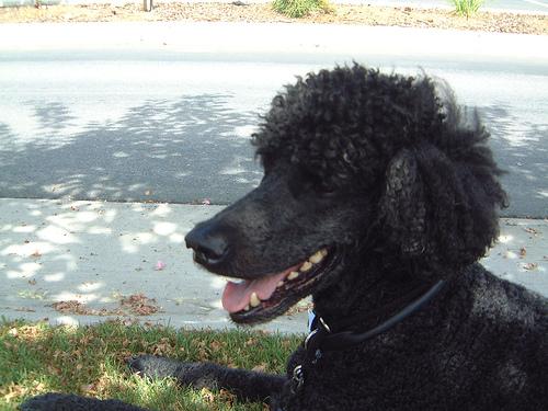 Standard Poodle 1