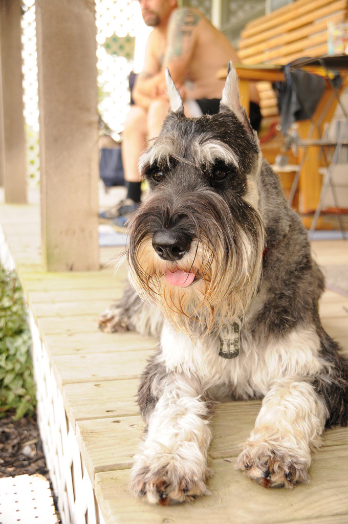 Standard Schnauzer