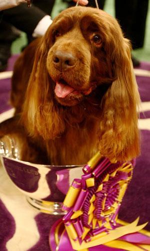 Sussex Spaniel 1