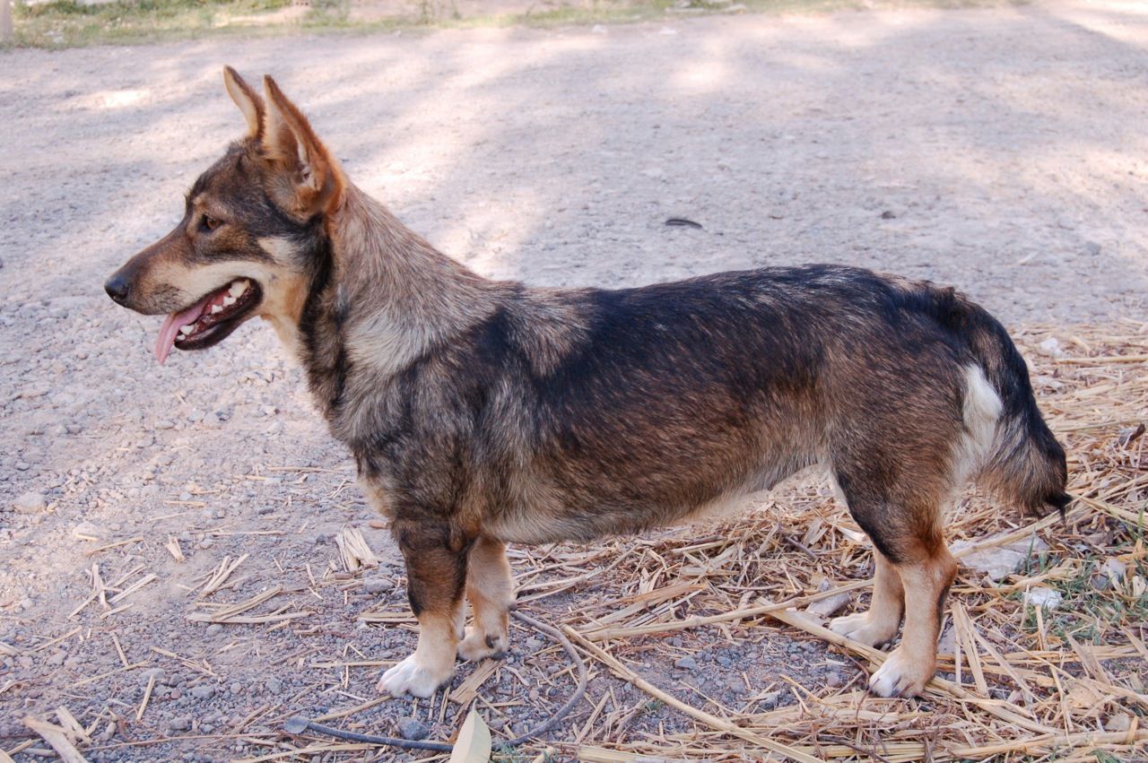 Swedish Vallhund 1