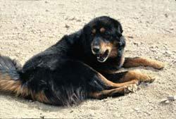 Tibetan Mastiff