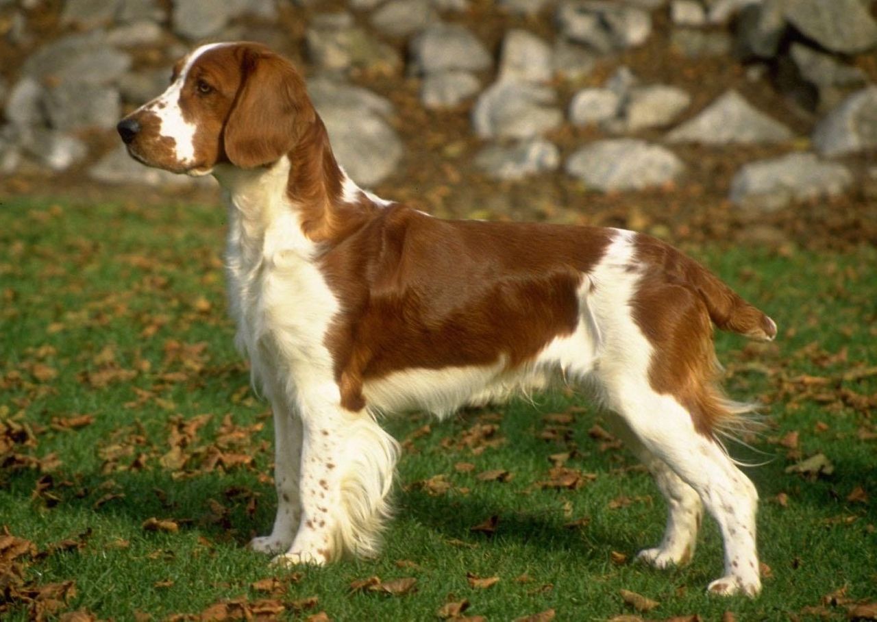 Welsh Springer Spaniel 1