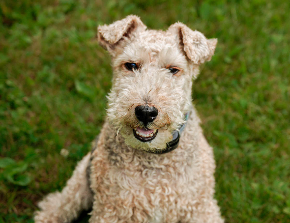 Welsh Terrier 1