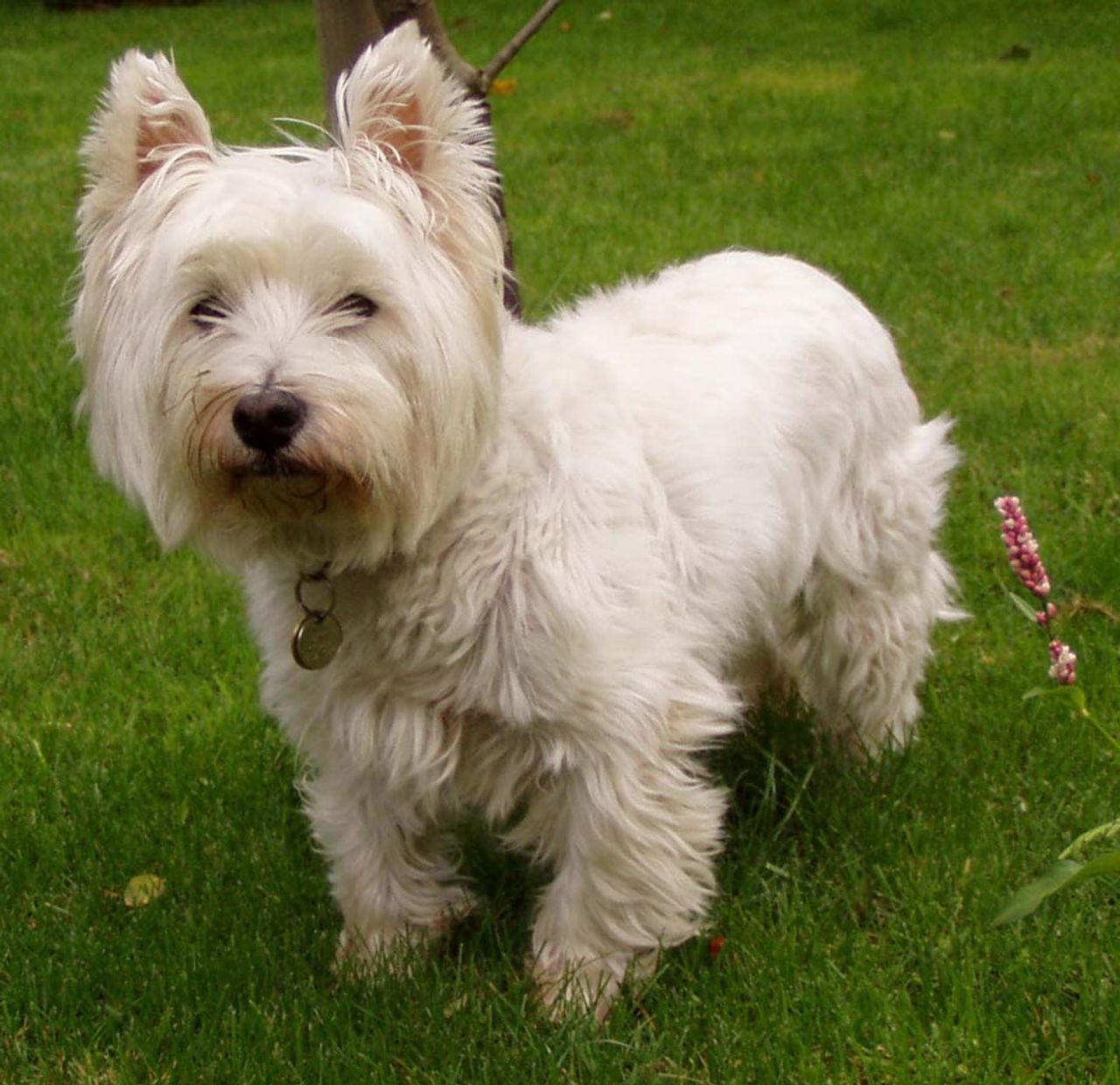 West Highland White Terrier 1