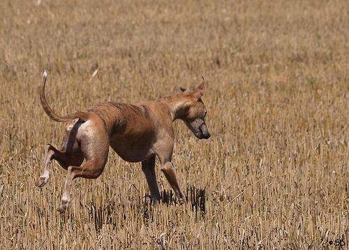 Whippet