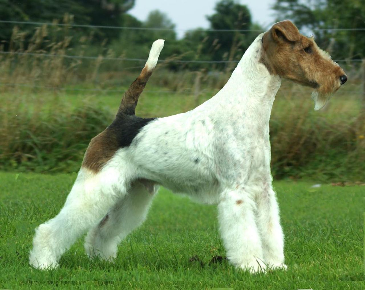 Wire Fox Terrier