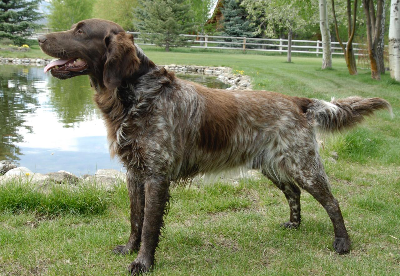 Wirehaired Pointing Griffon 1