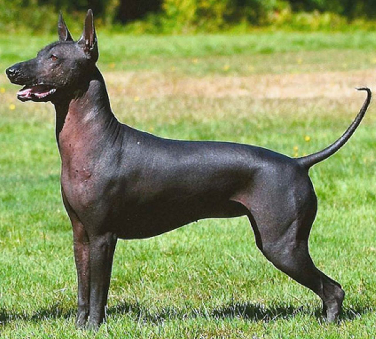 Xoloitzcuintli 1