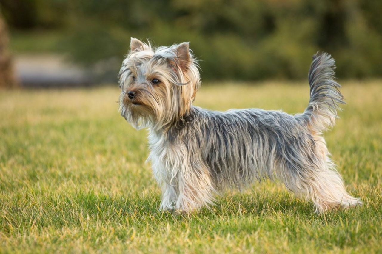 Yorkshire Terrier 1